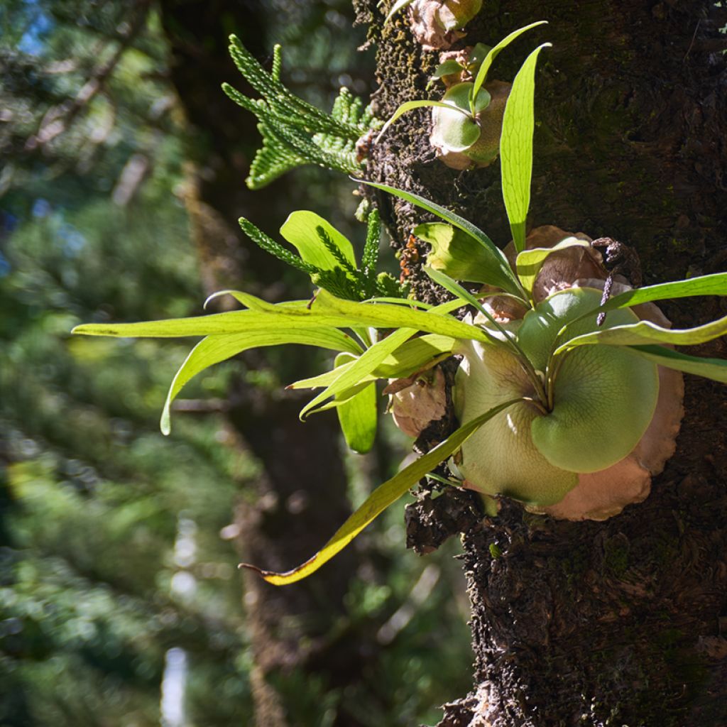 Platycerium alcicorne - Felce a corna di cervo