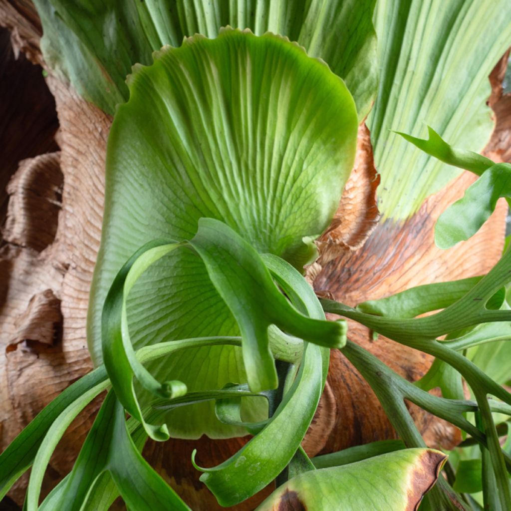Platycerium bifurcatum - Felce a corna di cervo