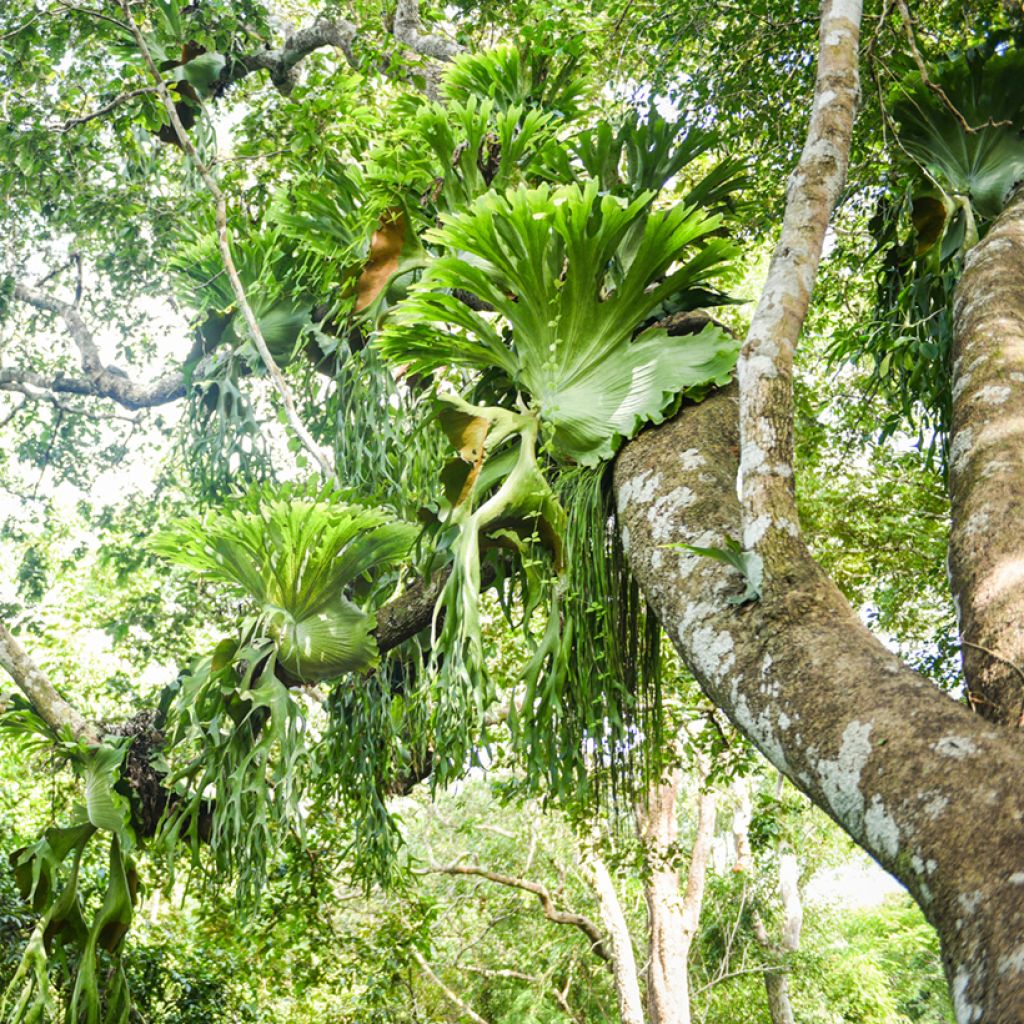 Platycerium bifurcatum - Felce a corna di cervo