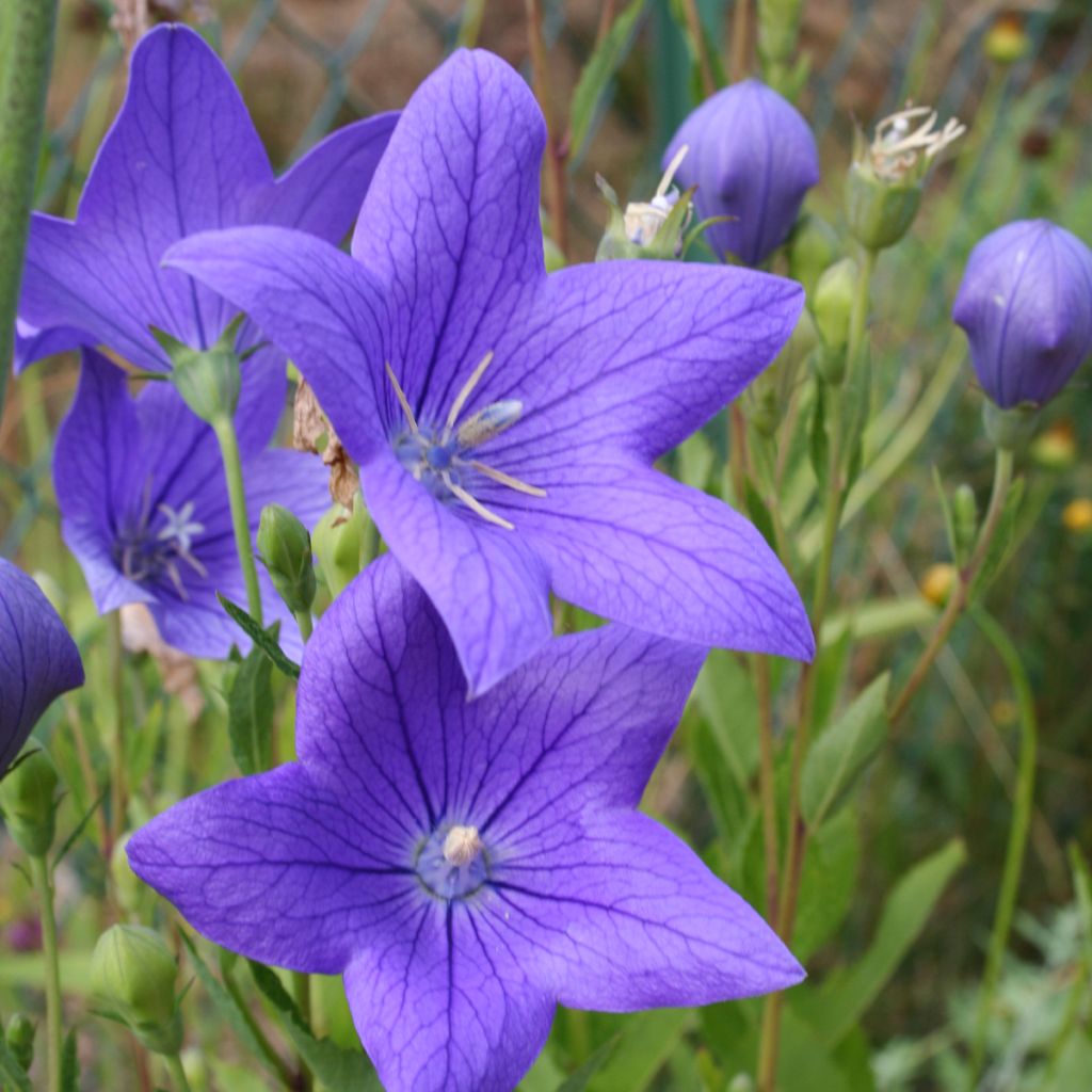Platycodon grandiflorus Fuji Blue - Campanula cinese