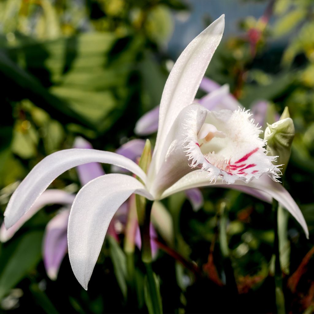Pleione Glacier Peak