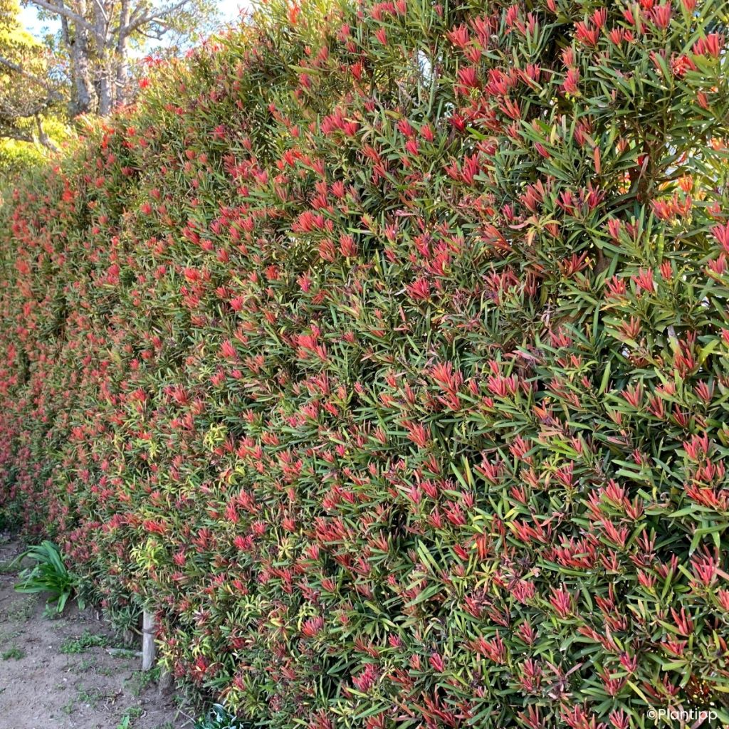 Podocarpus macrophyllus Mood Ring - Podocarpo