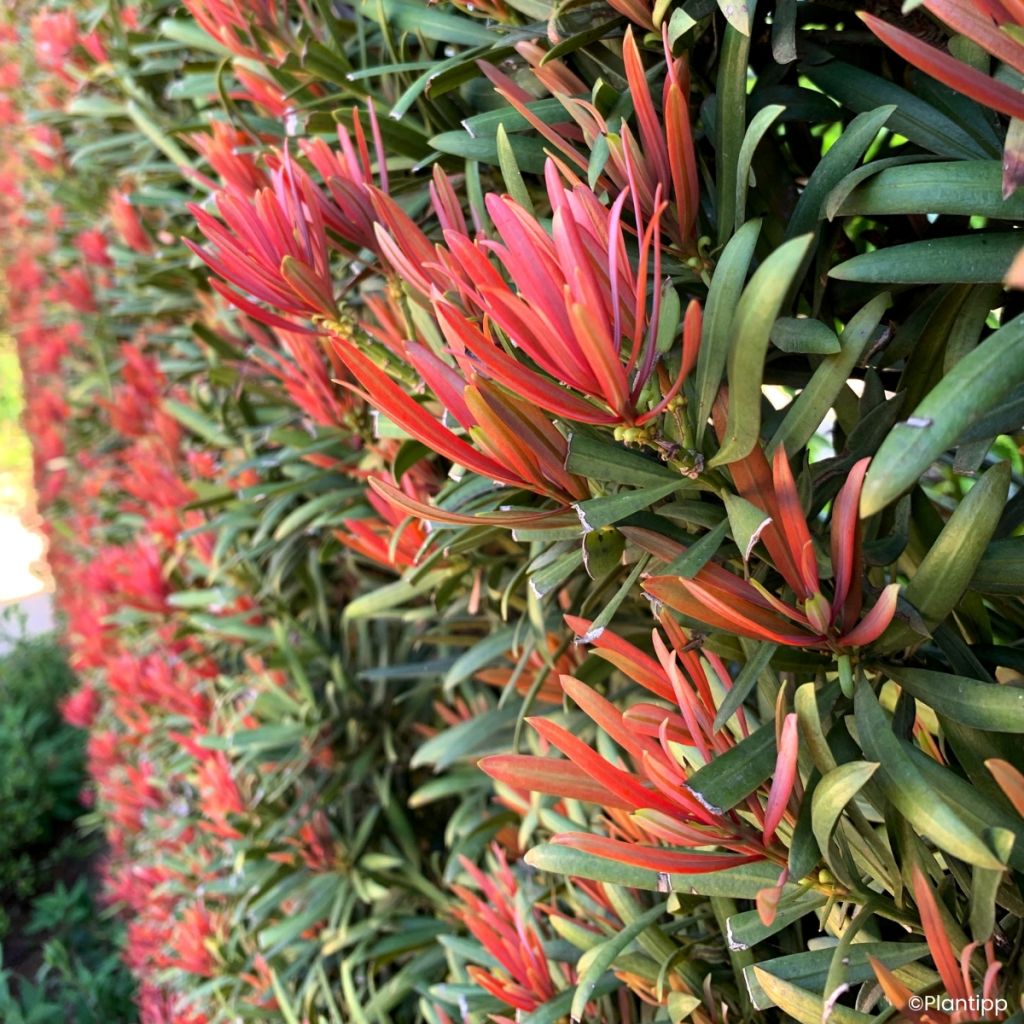 Podocarpus macrophyllus Mood Ring - Podocarpo
