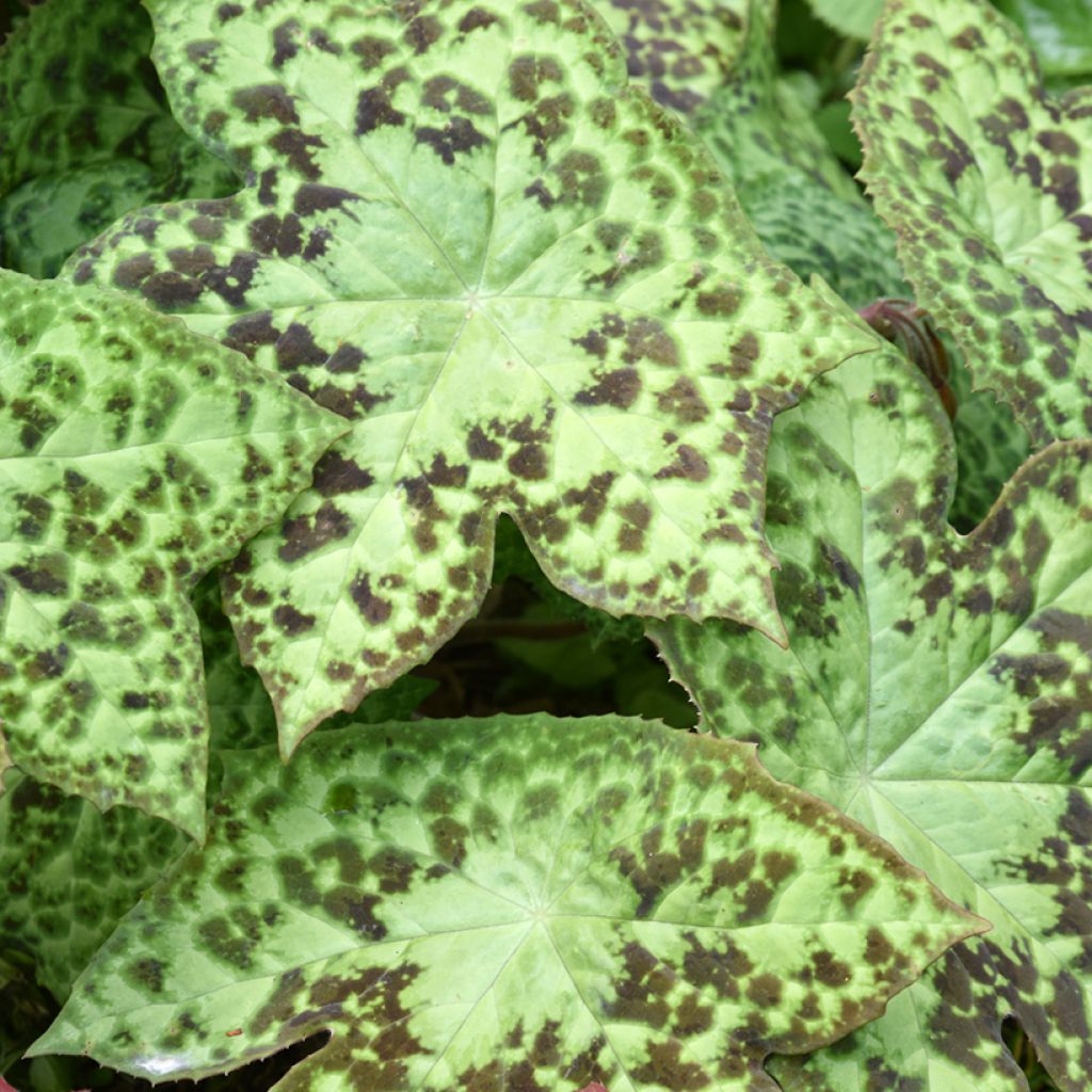 Podophyllum hexandrum - Podofillo indiano