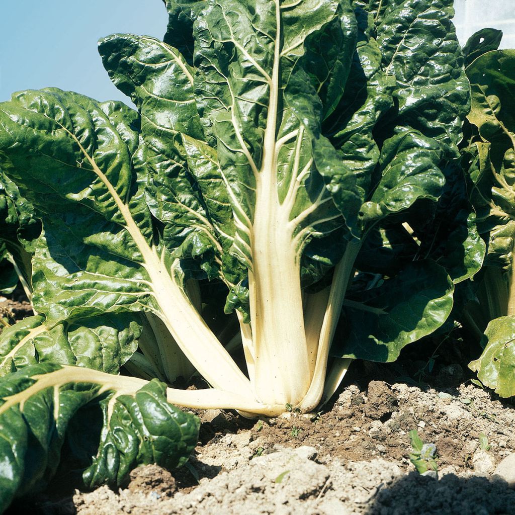 Bietola with White Rib 3 race B in seedlings