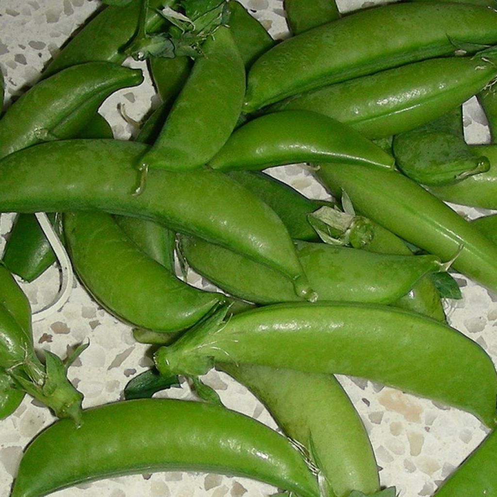 Pois nain Téléphone à grains ridés - Pisum sativum