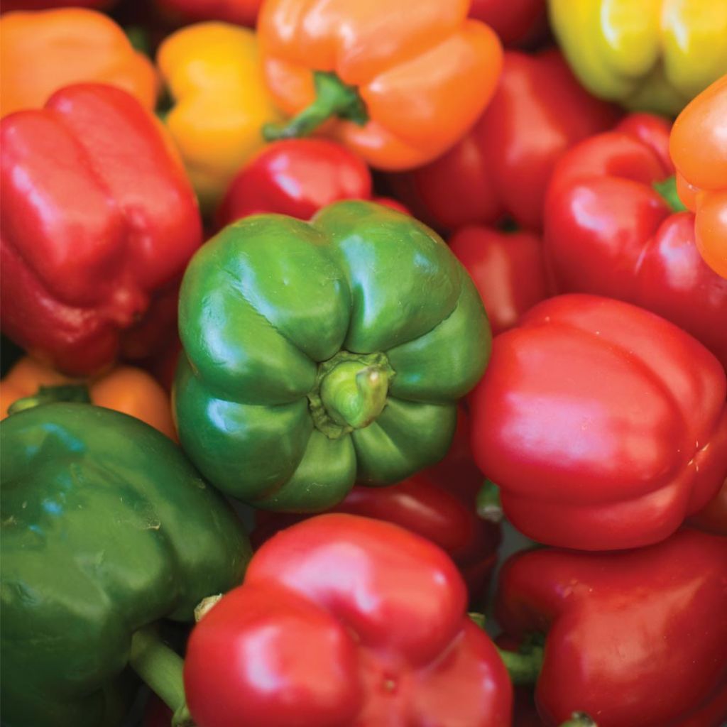 Peperone Summer Salad Mixed