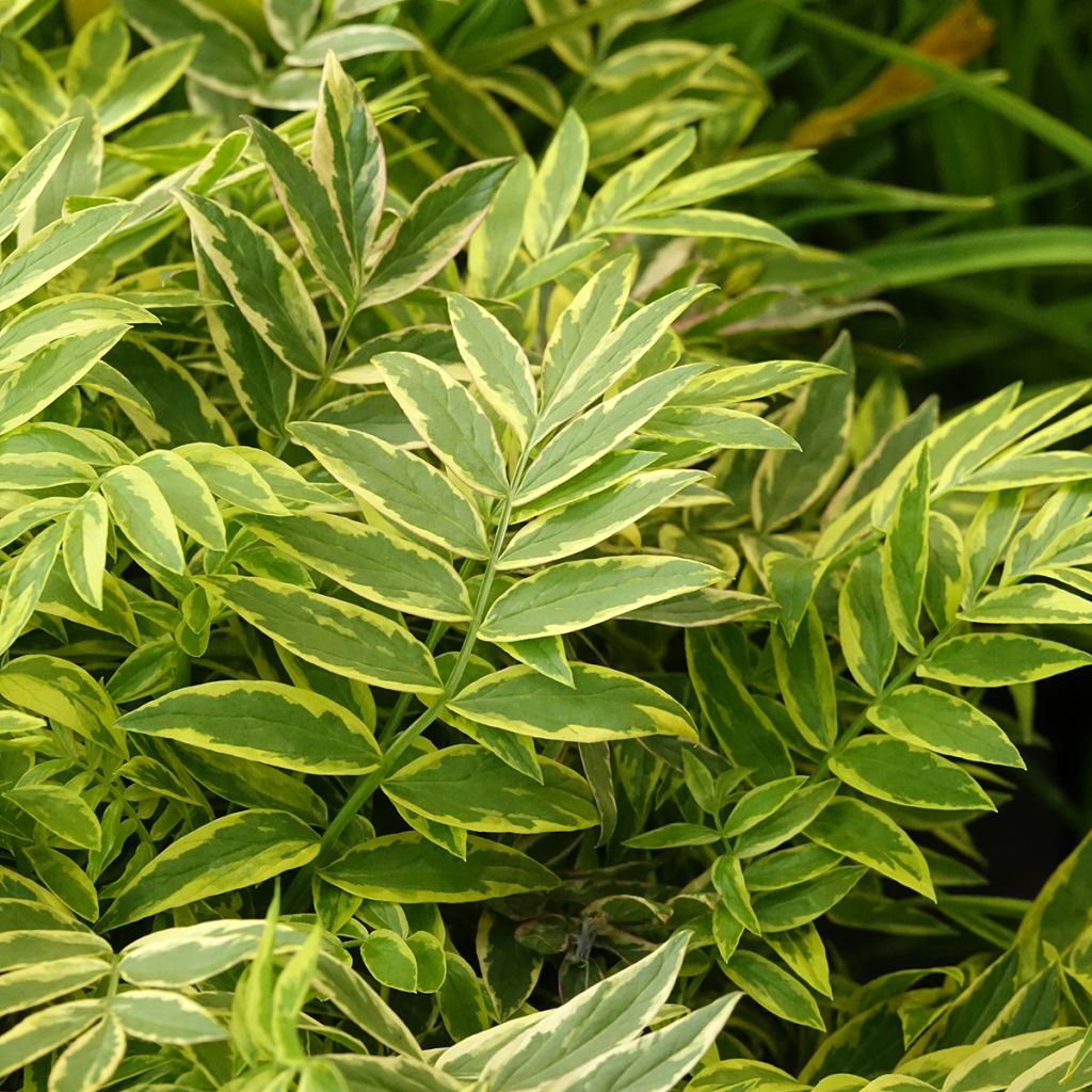 Polemonium pulcherrimum Golden Feathers