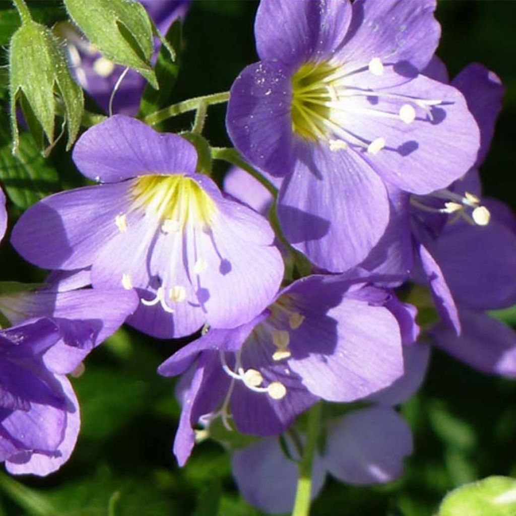 Polemonium caeruleum Lambrook Mauve - Valeriana greca