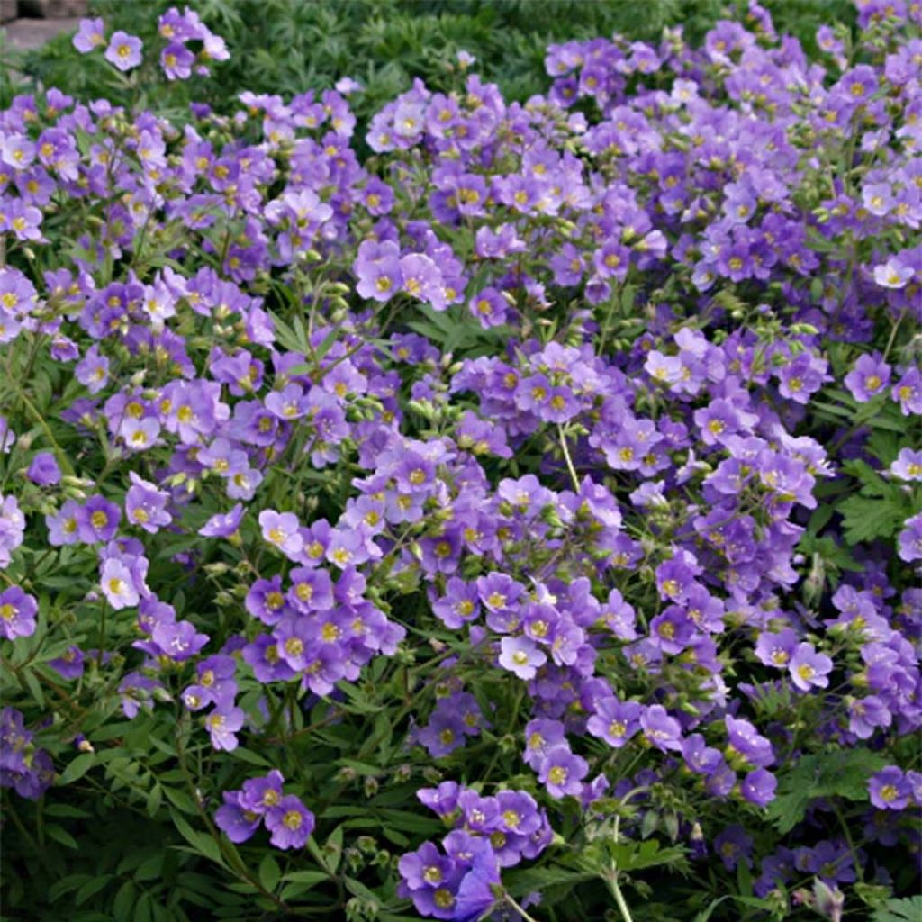 Polemonium caeruleum Lambrook Mauve - Valeriana greca
