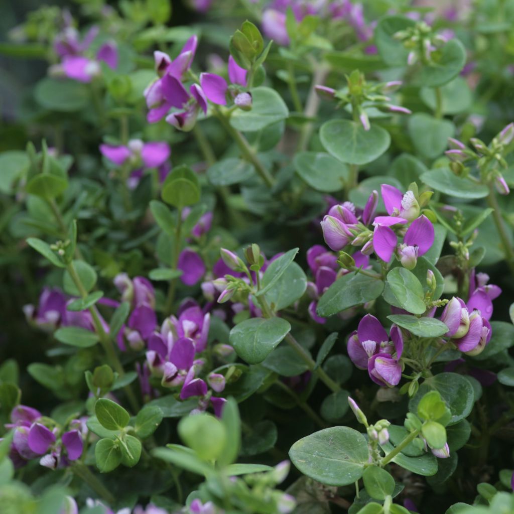 Polygala Bibi Pink - Polygale à feuilles de myrte