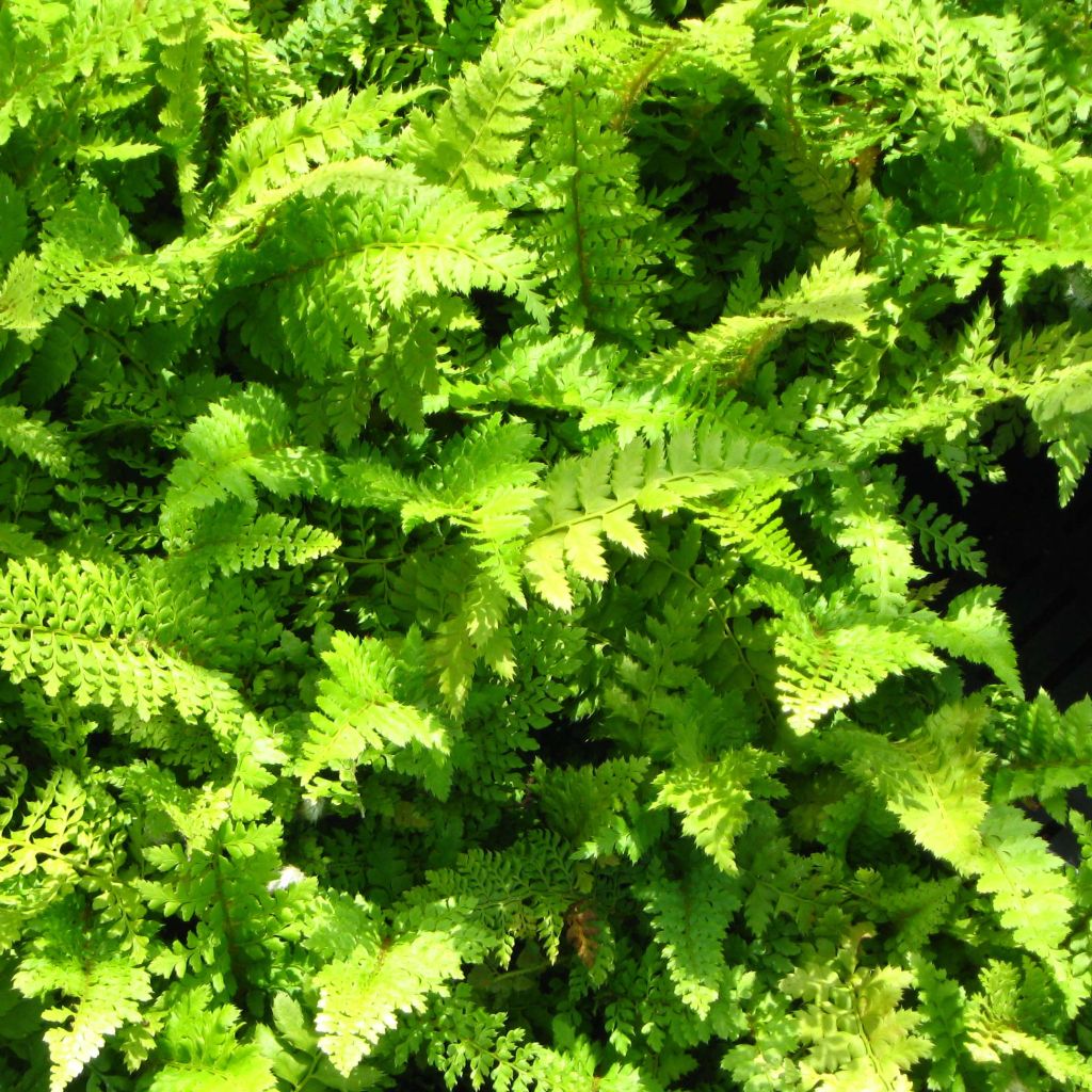 Polystichum setiferum Proliferum Wollastonii - Felce setifera