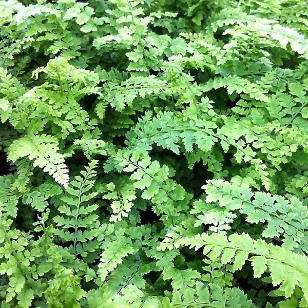 Aspidie à cils raides Proliferum Wollastonii - Polystichum setiferum
