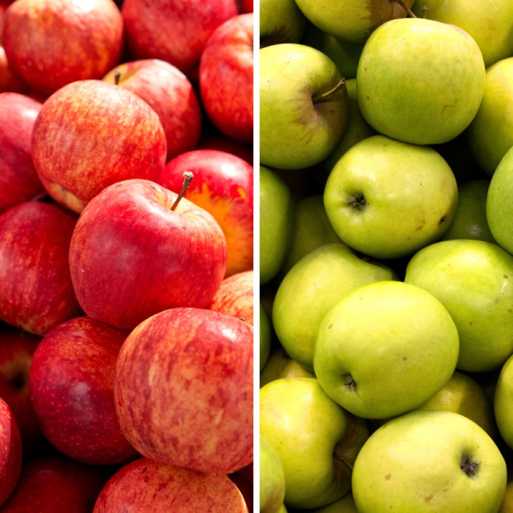 Duo di melo Gala e Golden Delicious