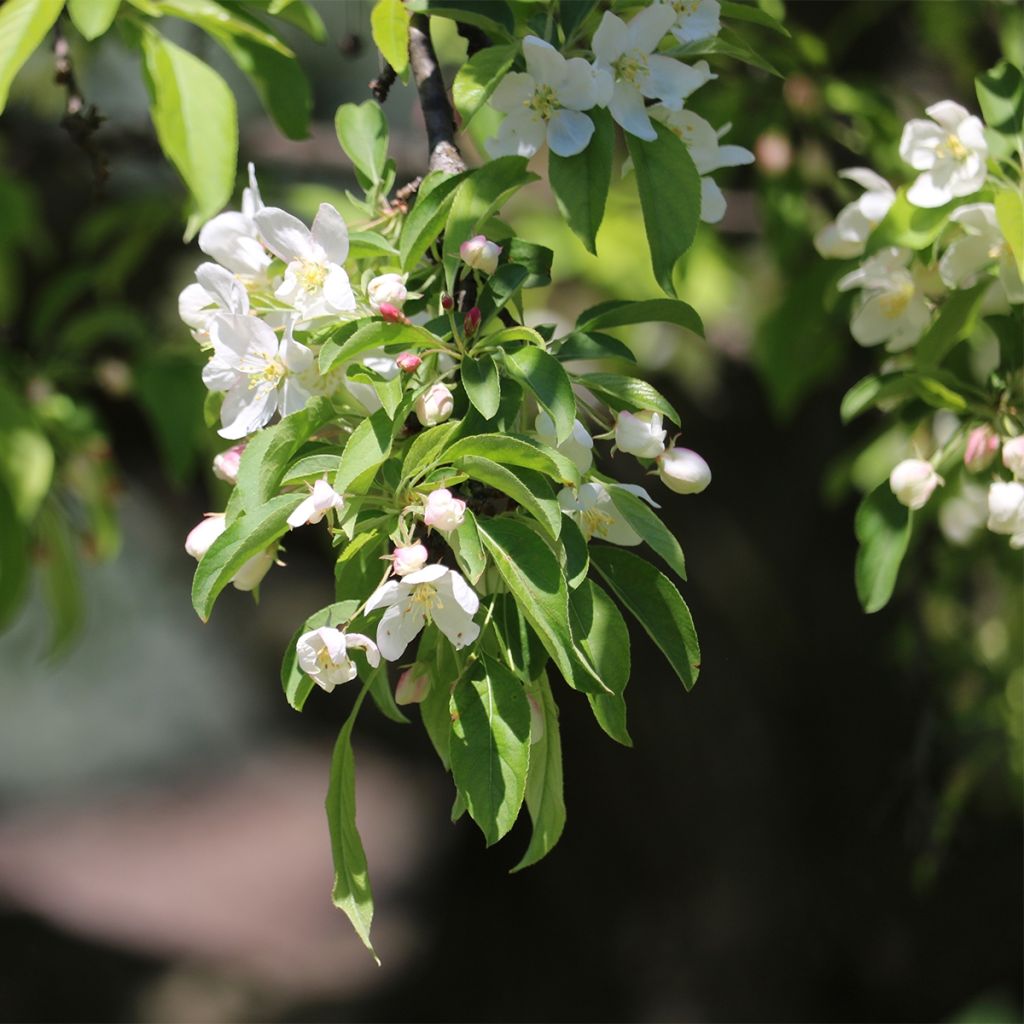 Malus Sugar Tyme - Melo da fiore