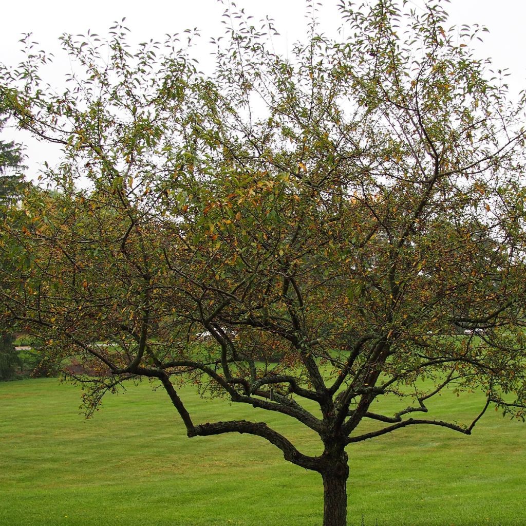 Malus Sugar Tyme - Melo da fiore