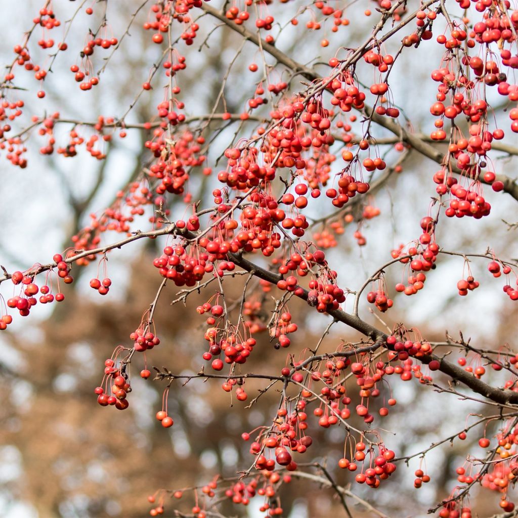 Malus Sugar Tyme - Melo da fiore