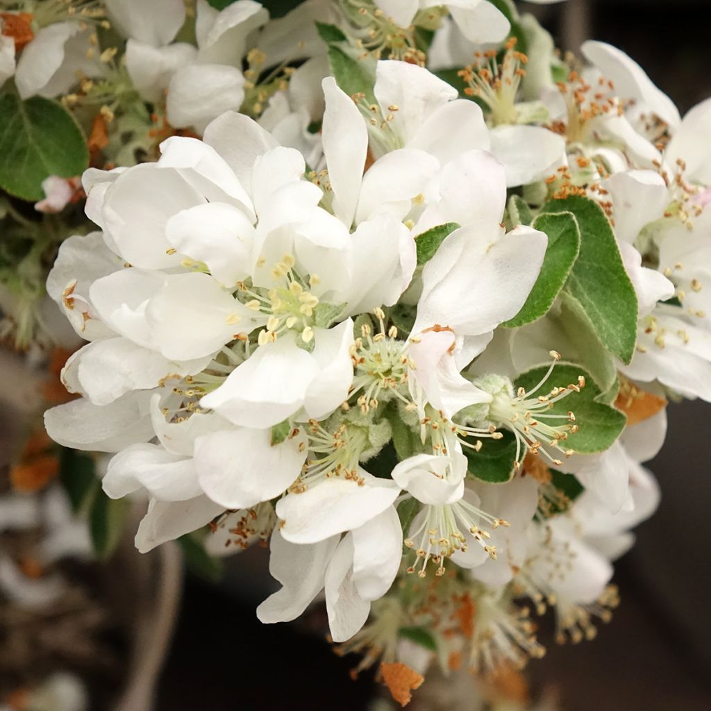 Melo colonnare Villandry Delcoti