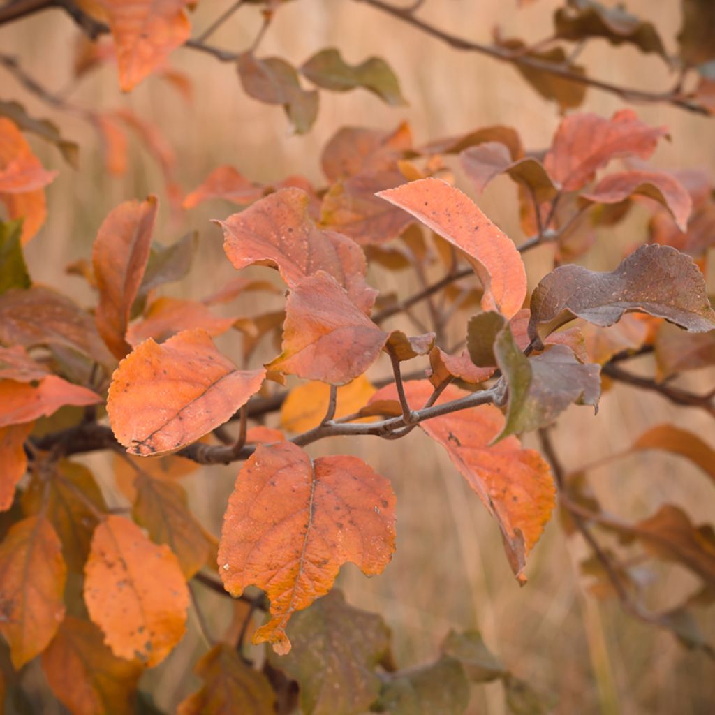 Malus Brandy Magic - Melo da fiore