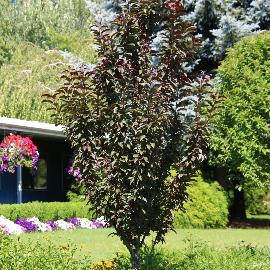 Malus Raspberry Spear - Melo da fiore