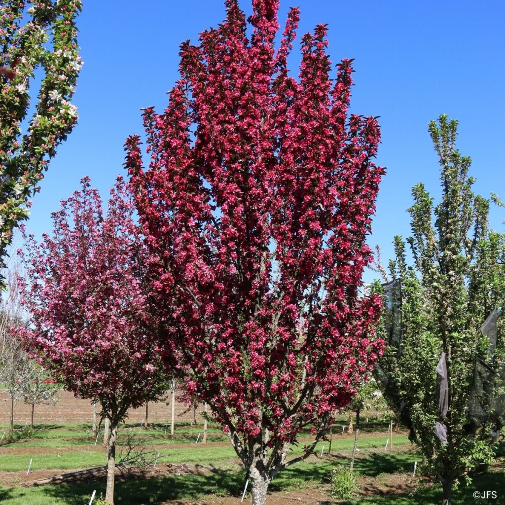 Malus Raspberry Spear - Melo da fiore
