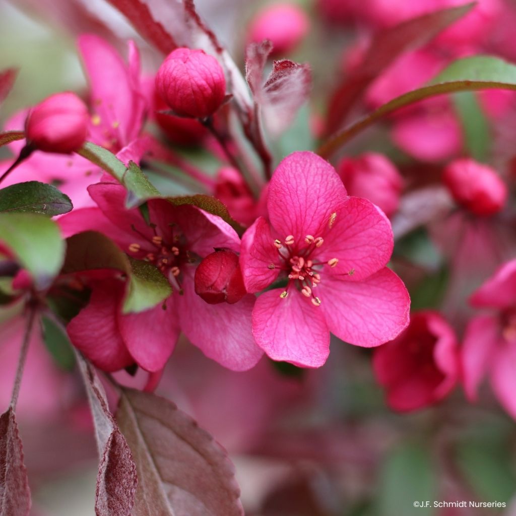Pommier d'ornement - Malus Royal  Raindrops