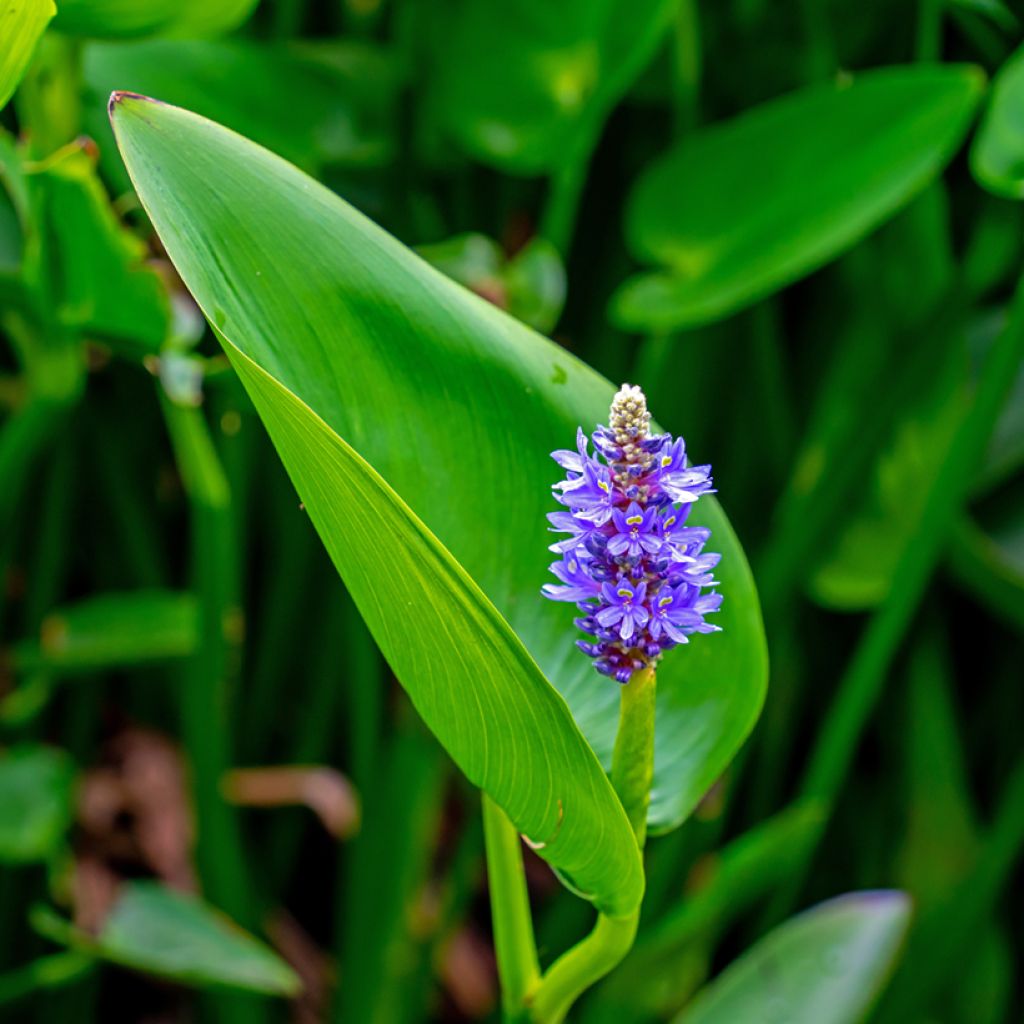 Pontederia cordata