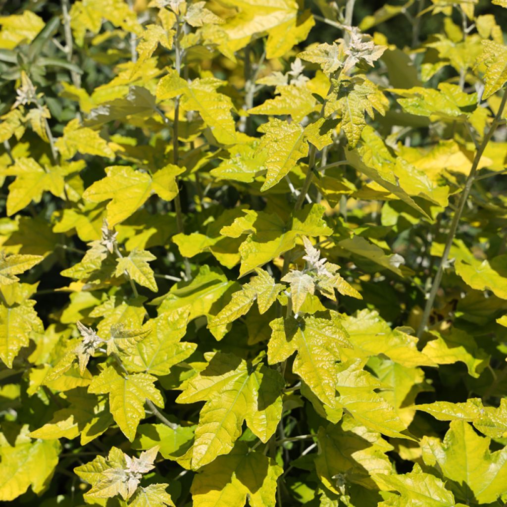 Populus alba Richardii - Pioppo bianco