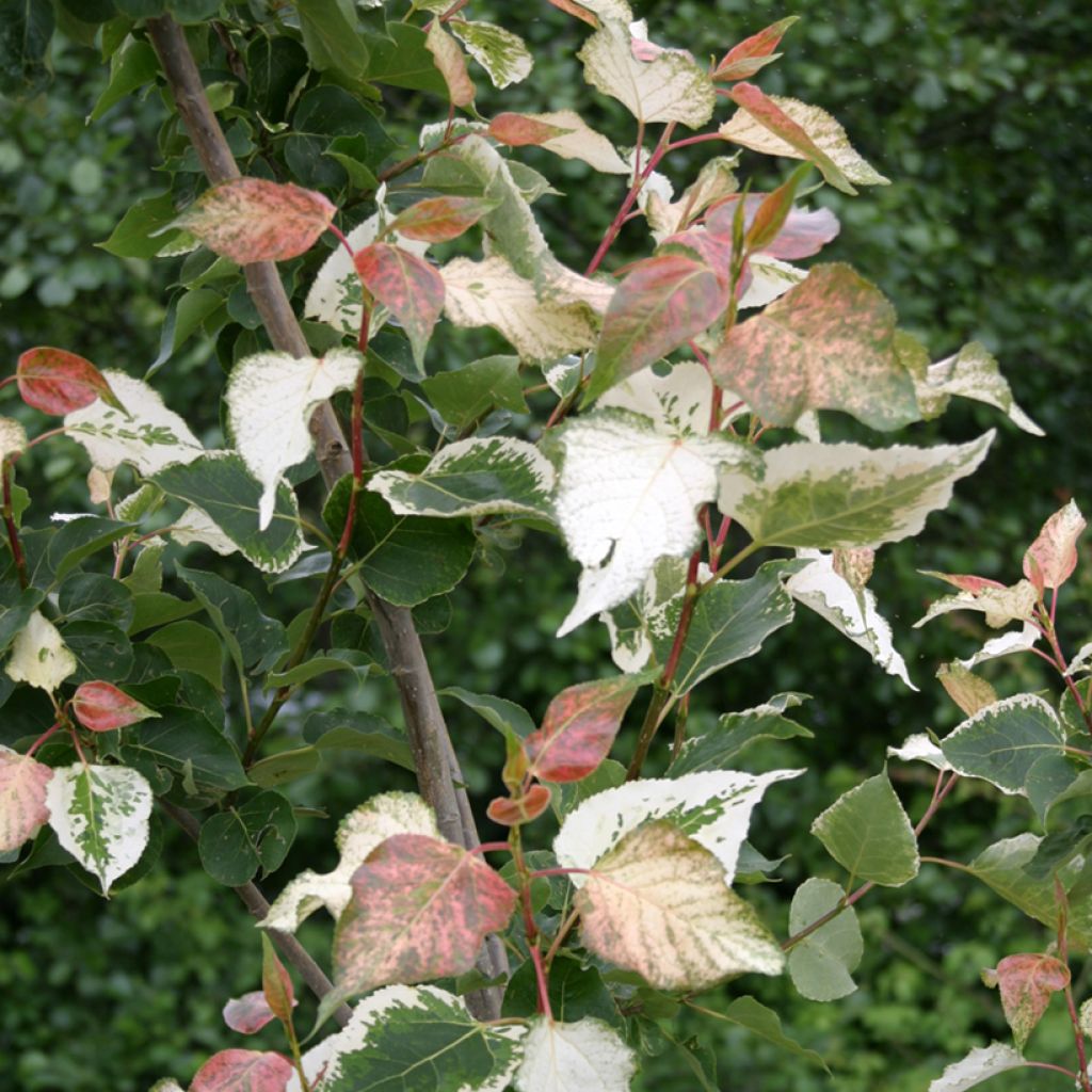 Populus x candicans Aurora - Pioppo