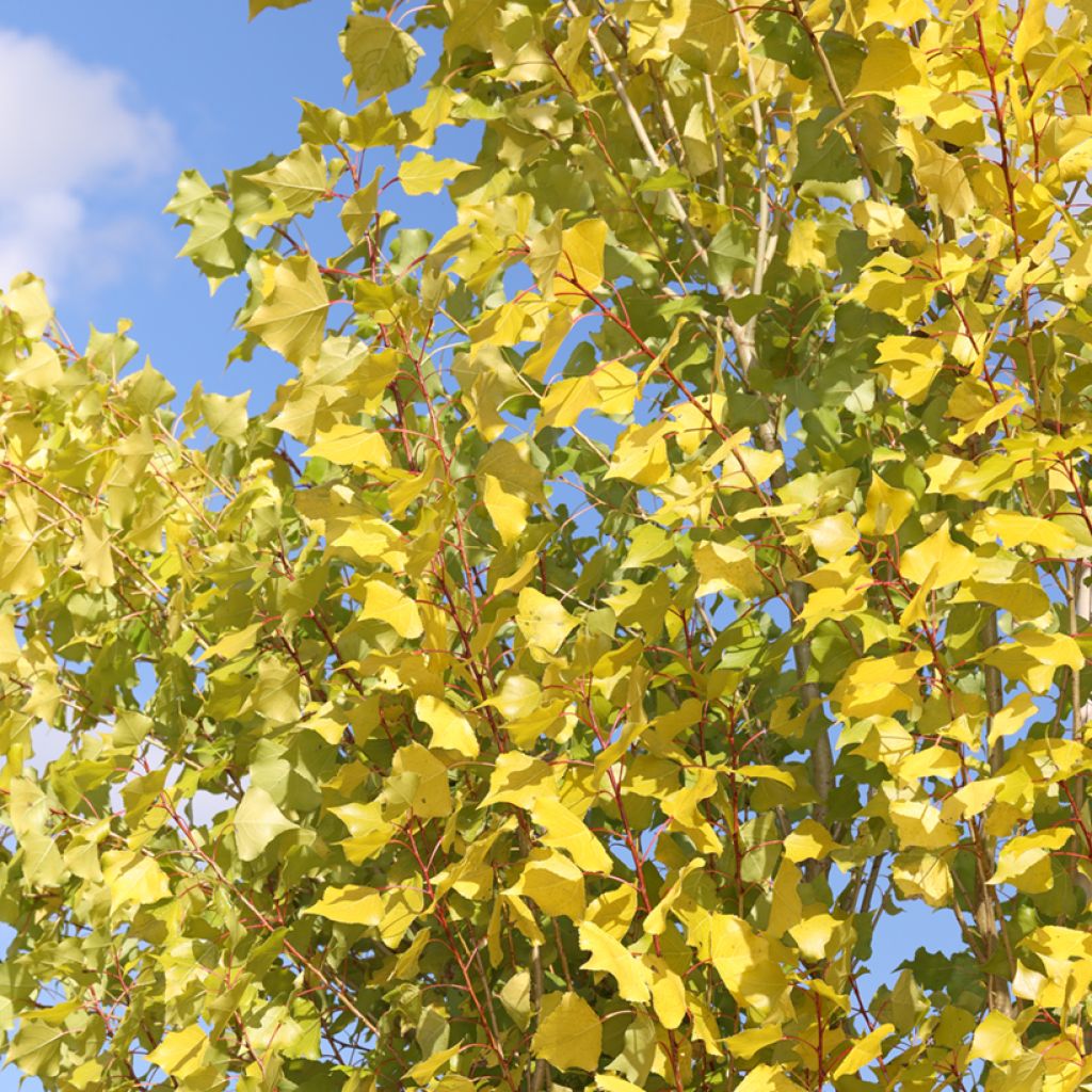 Populus nigra Lombardy Gold - Pioppo nero