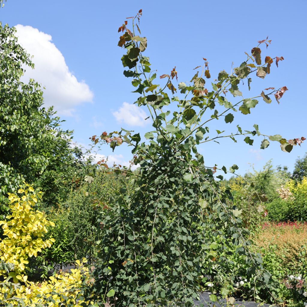 Populus tremula Pendula -Pioppo tremulo