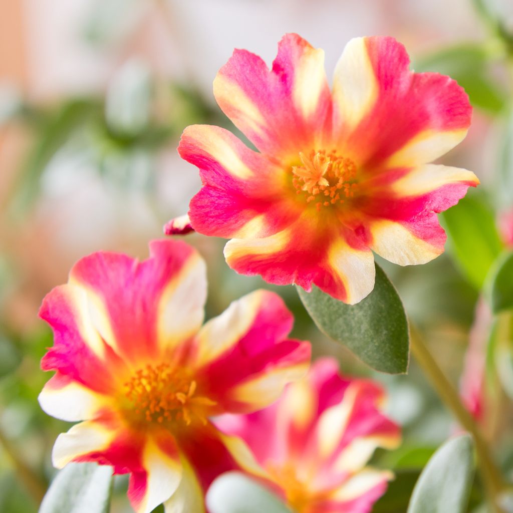 Portulaca Campino Twist Pink