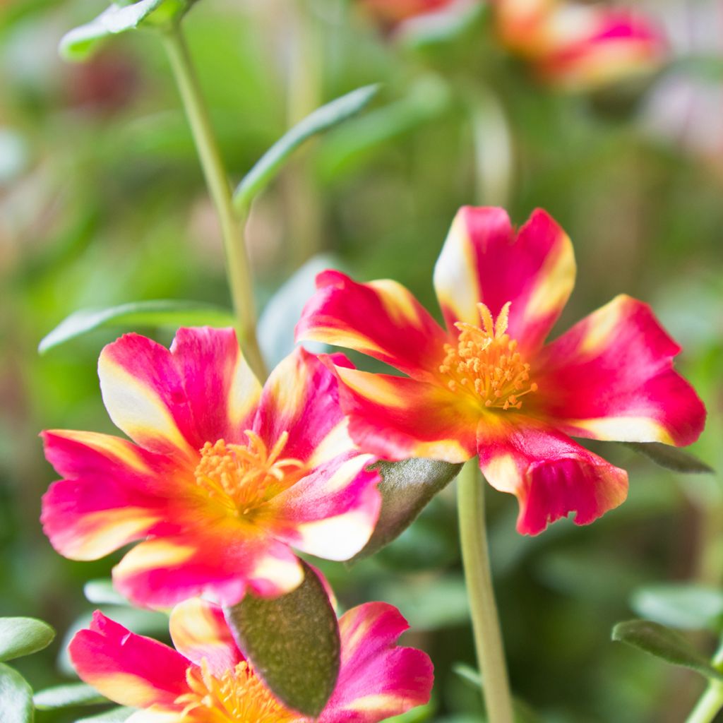 Portulaca Campino Twist Pink