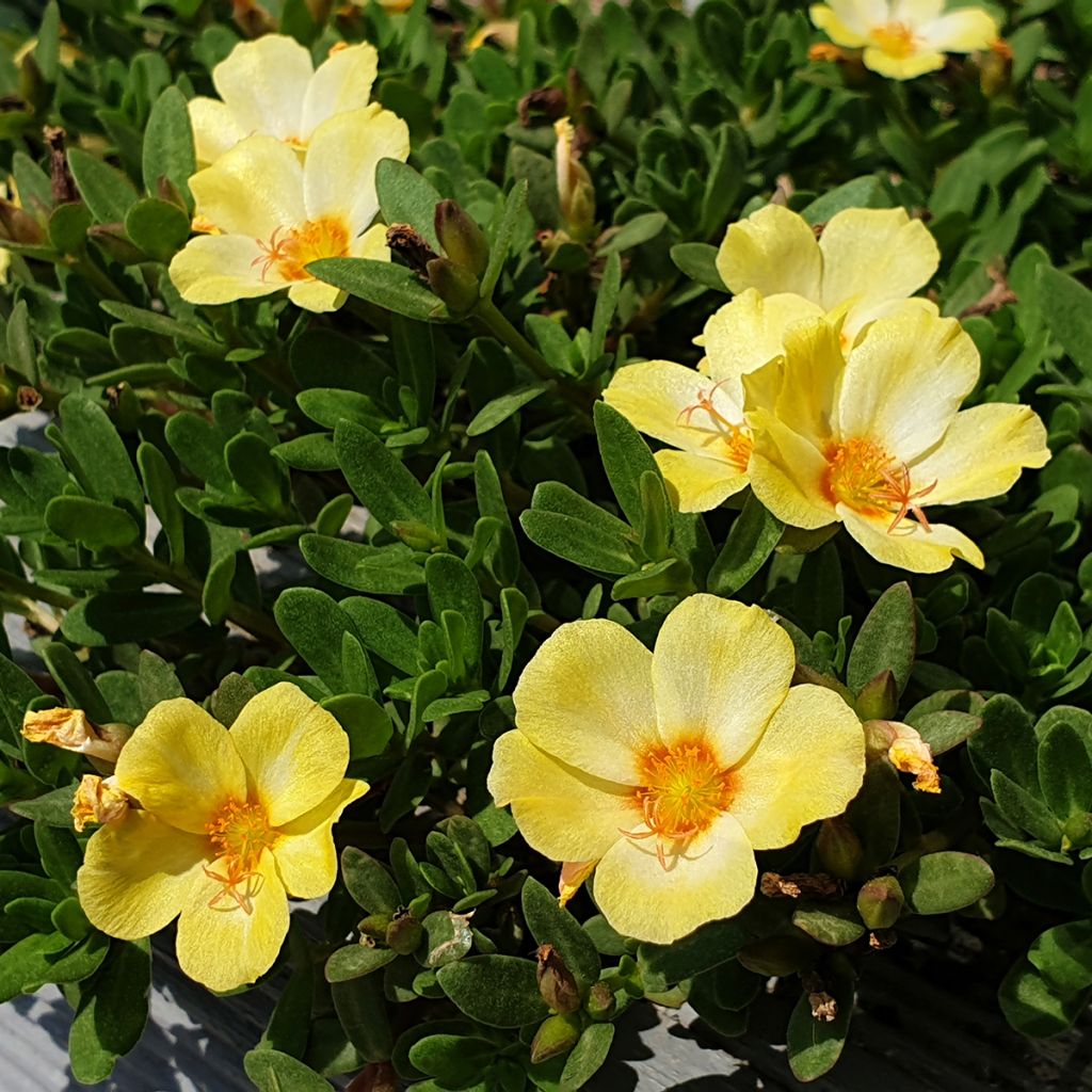 Portulaca Pazzaz Nano Yellow Twist