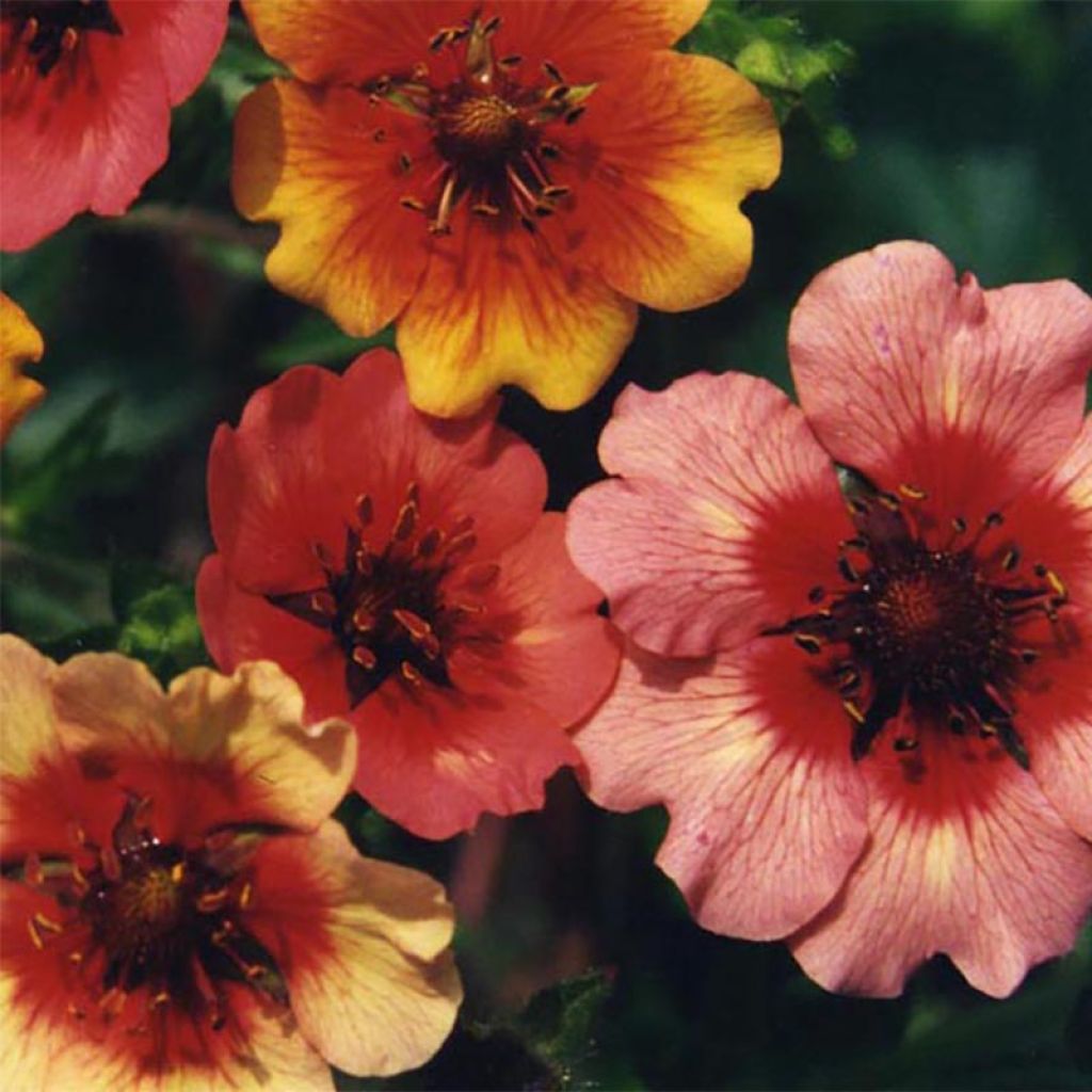 Potentilla nepalensis Miss Willmot