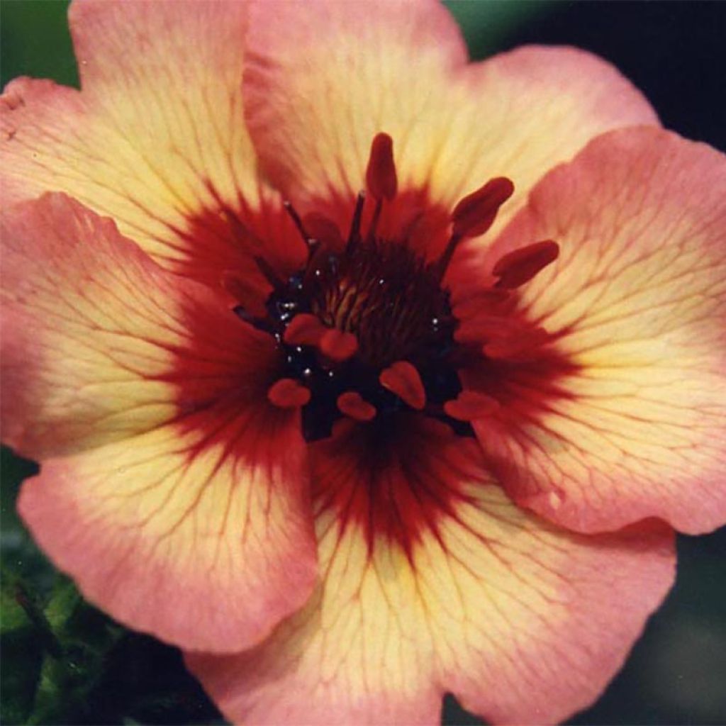 Potentilla nepalensis Miss Willmot