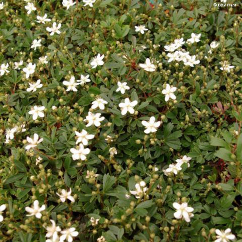 Potentilla tridentata Nuuk