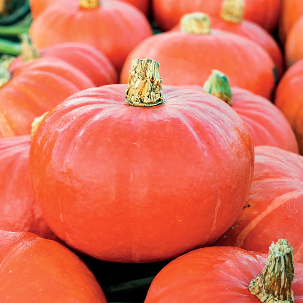 Zucca Flexi Kuri F1 BIO