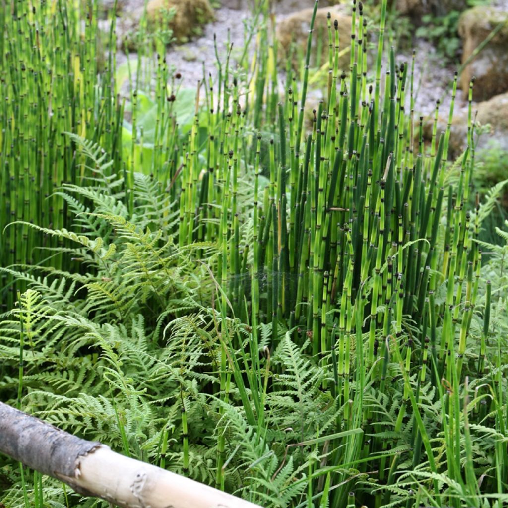Equisetum hyemale - Equiseto invernale