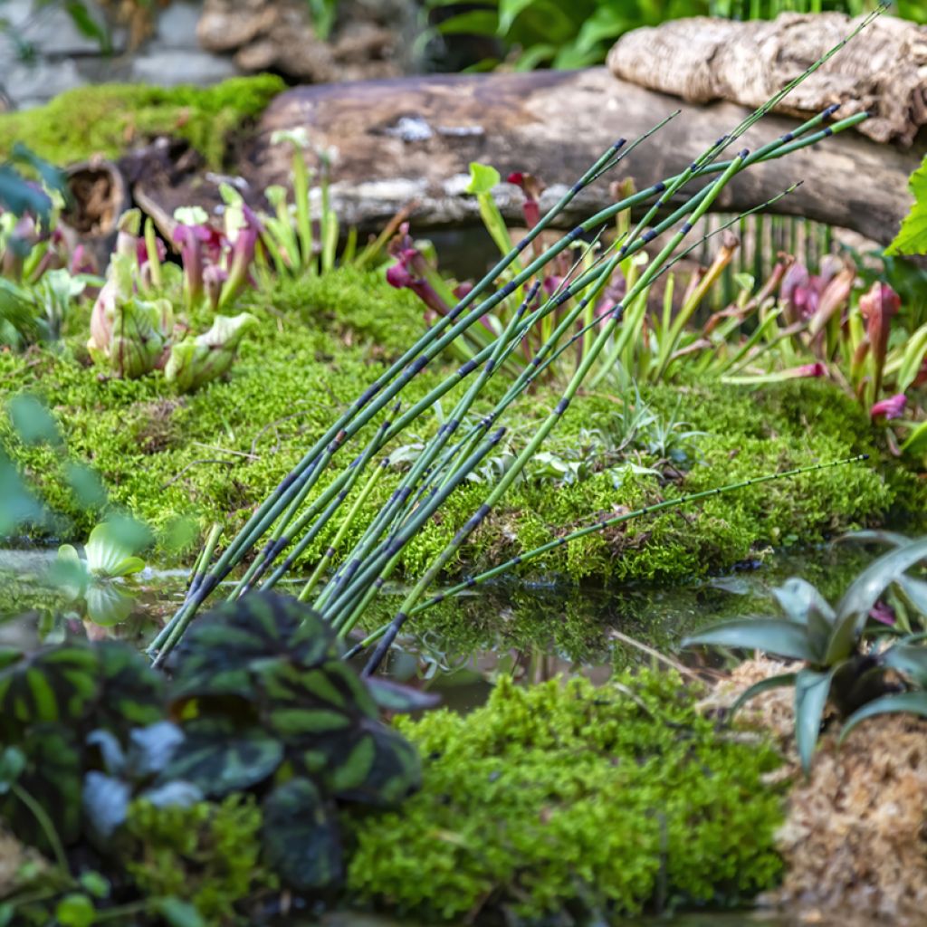 Equisetum hyemale - Equiseto invernale