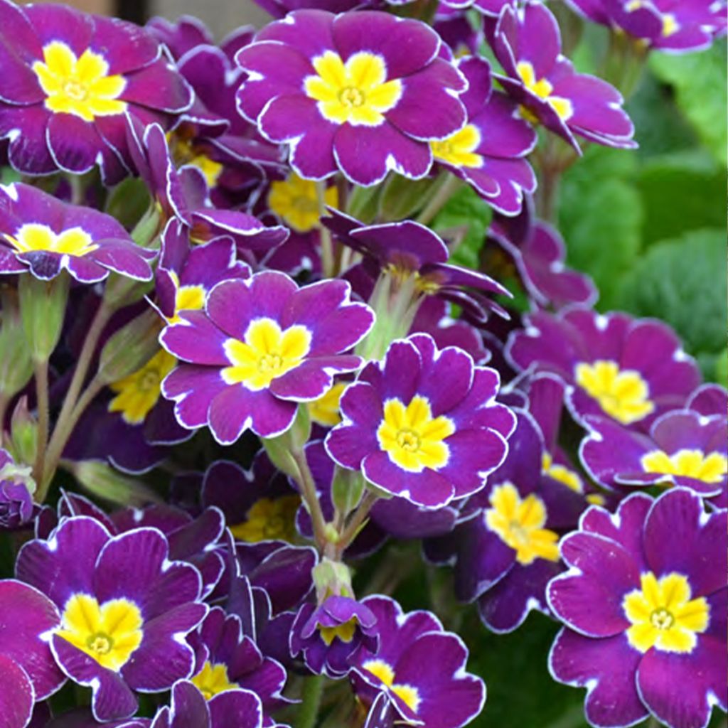 Primula elatior Veristar Late Twinkle Violet - Primula maggiore