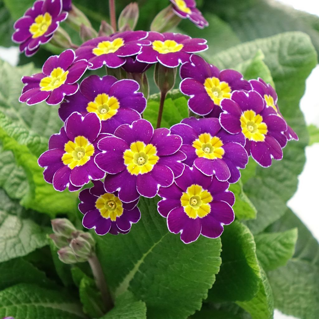 Primula elatior Veristar Late Twinkle Violet - Primula maggiore