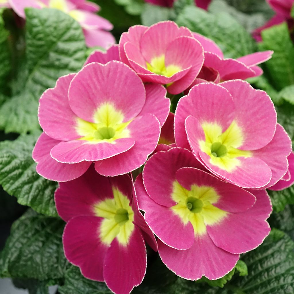 Primula pubescens Plums & Custard