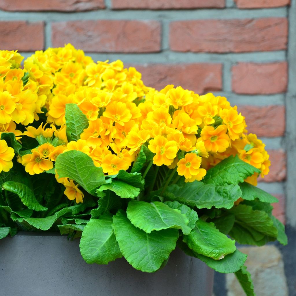 Primula eliator Veristar Yellow Gold - Primula maggiore
