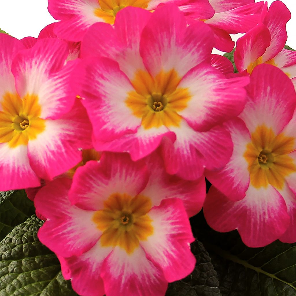 Primula Rambo F1 Pink Flame