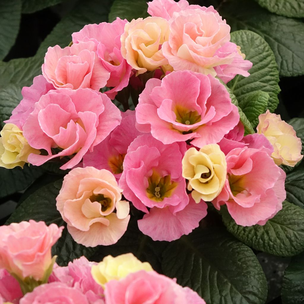 Primula Rosebud F1 Tutti frutti