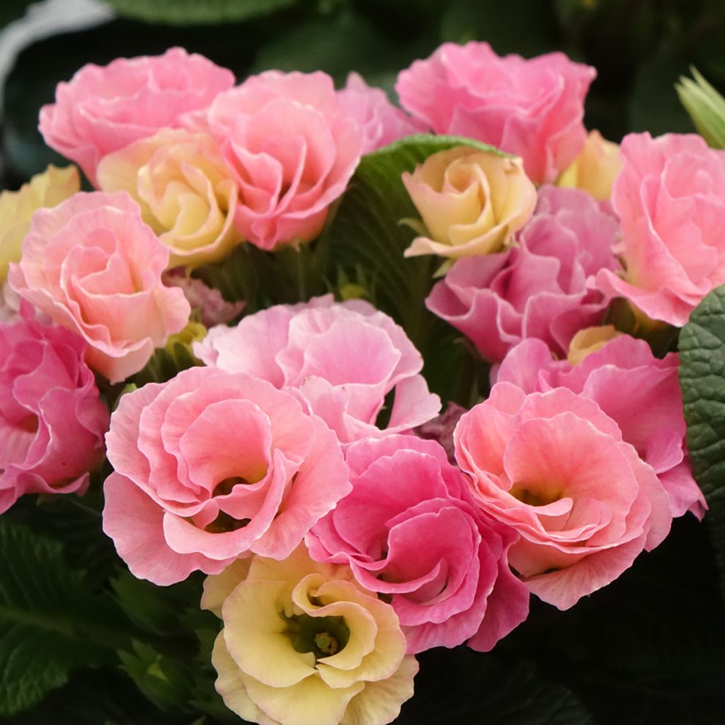 Primula Rosebud F1 Tutti frutti