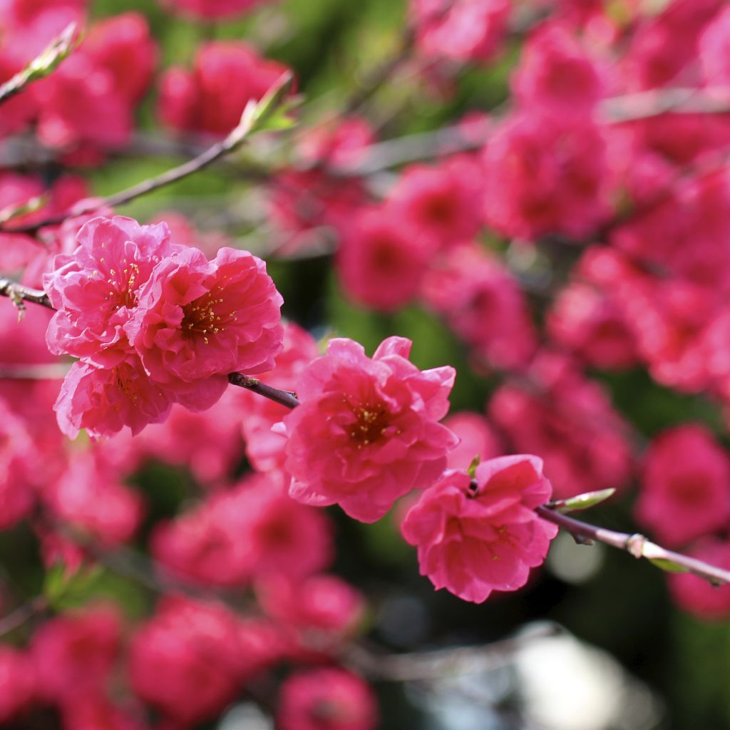 Prunus persica Taoflora Red - Pesco da fiore