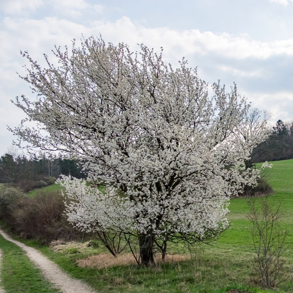Prunus The Bride - Ciliegio da fiore