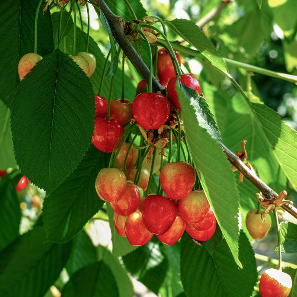 Ciliegio Büttners Rote Knorpelkirsche